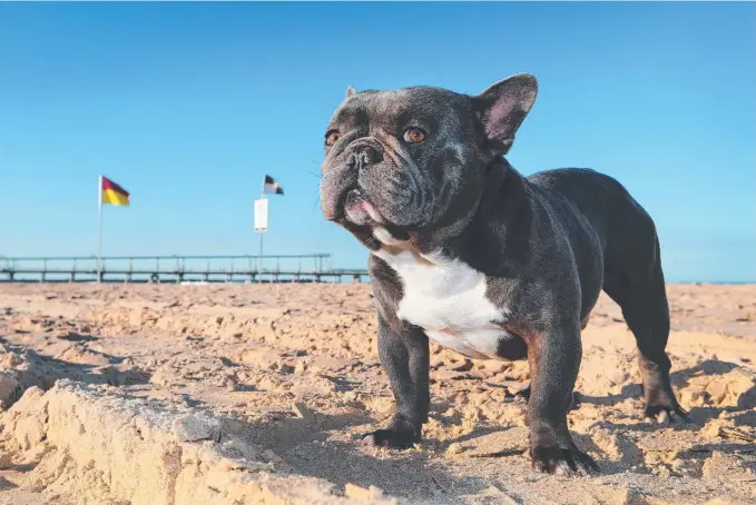  ?? Picture: GLENN HAMPSON ?? Bonjour! Jack the french bulldog has more than 10,000 Instagram followers and is in demand as a stud dog.