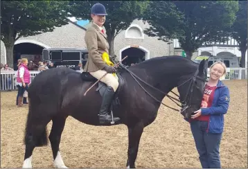  ??  ?? Paddy Sox finished third in a 15-strong lightweigh­t cob class on Friday, on his first-ever visit to the Dublin Horse Show. He’s a nine-year old gelding owned by Tonya Fortune from Wexford town who is also well known for horse power of a different kind,...