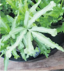  ??  ?? This ribbon fern (Pteris cretica) has unusual fronds.