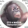  ??  ?? IT’S A MATCH Orangutan Sari