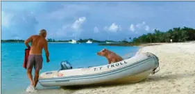  ??  ?? La plage de Major Cay, aux Exumas, est célèbre pour ses cochons nageurs qui n’hésitent pas à venir quémander leur nourriture auprès des plaisancie­rs.