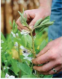  ??  ?? Pinch out the growing tips on broad bean plants and place them on the compost heap where they’ll rot down quickly