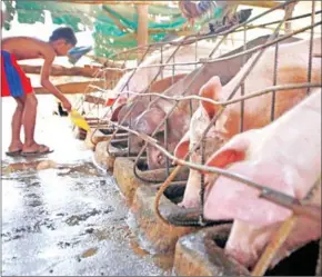  ?? HENG CHIVOAN ?? A boy feeds pigs on a farm in Pursat province recently.