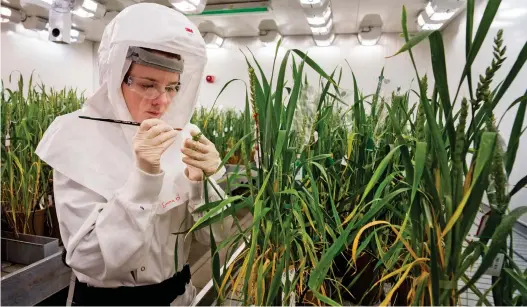  ??  ?? Controvers­ial research: A scientist working at a laboratory where GM crops are studied near Bracknell, Berkshire