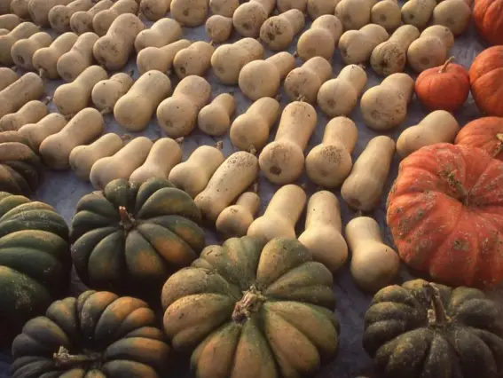  ??  ?? Squash are ideal candidates for curing, which prevents rot and adds flavour (Barbara Damrosch)