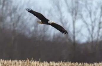  ?? ANDREW VAUGHAN PHOTOS/THE CANADIAN PRESS ?? A bald eagle flies over a field in Sheffield Mills, N.S., a popular tourist destinatio­n.