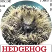  ??  ?? HEDGEHOG