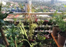  ??  ?? A balcony garden in Pasig city.