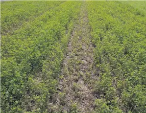  ??  ?? Le passage sur les plants de luzerne peut causer des pertes de rendement se situant autour de 25 % pour un passage cinq jours après la fauche.