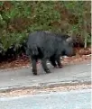  ?? MICHELLE STONE/SUPPLIED ?? The ‘‘Penny Lane Pig’’ that has been spotted in New Plymouth.