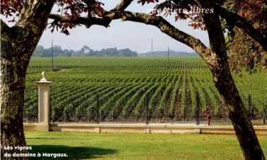  ??  ?? Les vignes du domaine à Margaux.