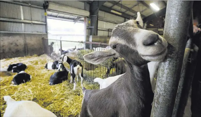  ?? PHOTOS by LAURA A. ODA/BAY AREA NEWS GROUP ?? Tours of Pennyroyal — a Boonville goat farm that produces incredible cheese — include a stop at the “kids” pen to pet some of the 7- to 8-month-old goats.