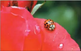  ?? DON RYAN — THE ASSOCIATED PRESS ?? A Coccinelli­dae, more commonly known as a ladybug or ladybird beetle, rests on the petals of a rose in Portland, Ore. A study estimates a 14 percent decline in ladybugs in the United States and Canada from 1987 to 2006.