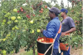  ??  ?? HIGH VALUE FARMING: Klein Ezeljacht farm was acquired by the Department of Rural Developmen­t and Land Reform in December 2007, through its Proactive Land Acquisitio­n Strategy which seeks to acquire high value land for farming purposes.