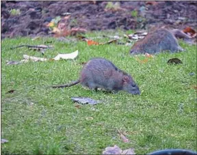  ??  ?? Les rats pullulent à Paris, comme ici aux pieds de la tour Saint-Jacques (4e) .