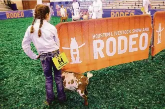  ?? Elizabeth Conley / Houston Chronicle ?? Stormy Morgan, 10, of Tarkington gets ready to show her goat, Foolish Pleasure, on Tuesday at the Houston Livestock Show and Rodeo.