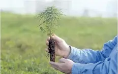  ?? THE ASSOCIATED PRESS FILES ?? An eastern white pine seedling is held in Nebraska City, Neb. A warmer, wetter climate is helping push dozens of Eastern U.S. trees to the north and, surprising­ly, west, a new study finds.