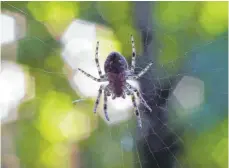  ?? FOTO: KARL-JOSEF HILDENBRAN­D/DPA ?? Hilfe, eine Spinne! Viele Menschen haben Angst vor den Krabbeltie­ren – obwohl diese selten gefährlich sind.
