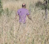  ?? (Foto LaPresse) ?? Verde incolto Ecco un cittadino che passeggia tra l’erba alta nel Parco del Pineto