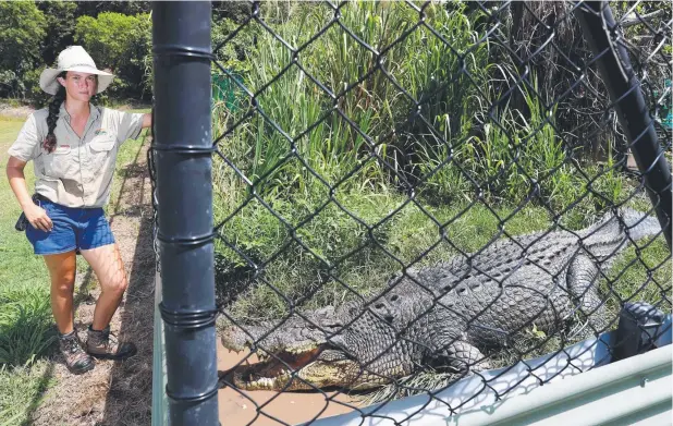  ?? Picture: MARC McCORMACK ?? MR BIG: Farm hand Megan Comerford with a 4.8m crocodile at Hartley's Crocodile Adventures yesterday.
