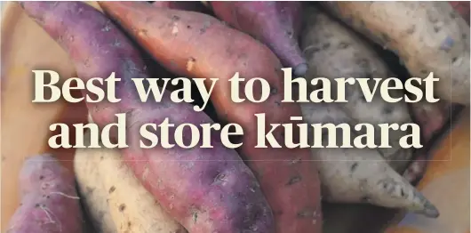  ?? STUFF ?? Storage success: Make sure the kūmara you plan to store have not been bruised or nicked – lift them by hand to ensure the soft tubers don’t get damaged by metal tools.