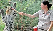  ??  ?? A zookeeper feeds a young leopard