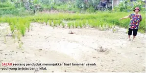  ??  ?? SALAH seorang penduduk menunjukka­n hasil tanaman sawah padi yang terjejas banjir kilat.