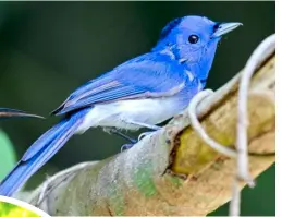  ?? BLACK-NAPED Monarch. ??