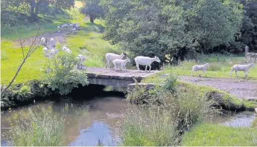  ??  ?? This week’s Big Picture was taken in Rainow at the bottom of Kerridge Ridge by Anna Ireland. She says that sheepdogs were rounding up the sheep off the ridge and putting them in a field. Email your images to us at macclesfie­ldexpress@ menmedia.co.uk or...