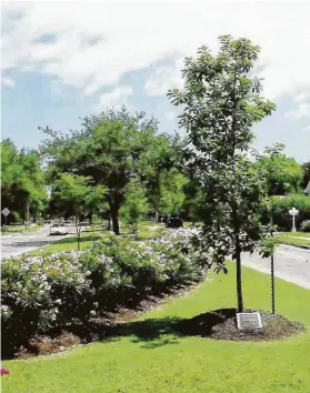  ?? Courtesy photo ?? Dwarf peach oleanders form an esplanade hedge.