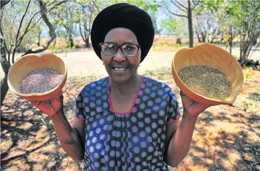  ?? ?? Above: Organic farmer and mentor Rosa Ramaipadi works with a network of rural farmers in Limpopo to promote agroecolog­ical farming practices. Below left: With the help of other local farmers, the network is trying to build a seed bank of organic crops. Below right: Millet was a staple diet of the Bantu people in southern Africa before the introducti­on of maize. Photos: Lucas Ledwaba/mukurukuru Media