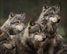  ?? ?? Scientists, conservati­onists and students have cited a paper written by a Montana State University ecology professor that alleged major issues with the wolf population estimate model Idaho implemente­d in 2019.