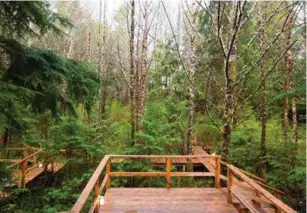  ??  ?? Cedar stairs, decks, and walkways extend deep into the backyard, hovering above the vegetation with thoughtful integrity.