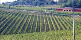  ?? The Associated Press ?? A view of the hillside vineyards in the hamlet of Castelceri­no above the village of Soave, Northern Italy.The Italian wine grape harvest is having its earliest start in a decade due to the effects of the summer 2017 heatwave and drought.