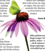  ??  ?? Olika pollinerar­e har olika långa tungor. Vissa vill åt pollen, andra – som fjärilar – vill åt nektarn med sin långa sugtunga. Här en citronfjär­il på en solhatt.