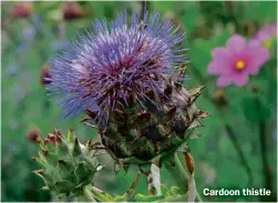  ??  ?? Cardoon thistle