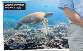  ??  ?? A turtle swimming over coral reefs