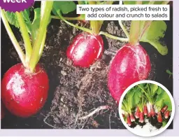  ??  ?? Two types of radish, picked fresh to add colour and crunch to salads