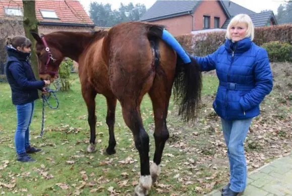  ?? FOTO'S MIA UYDENS ?? Eigenares Josée Verwimp met de toegetakel­de Nagdat bij Judith Adriaensen van dierenarts­enpraktijk Katona, waar de merrie nu intensief verzorgd wordt.