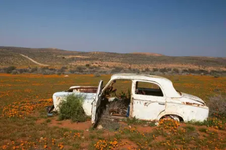  ??  ?? LEFT The beauty of nature may never wane, but the beauty of a 1960s Peugeot certainly does.