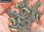  ?? COURTESY OSU EXTENSION PHOTO ?? The dreaded armyworms