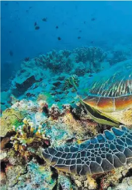  ??  ?? Mit einer Riesenschi­ldkröte durch das Korallenri­ff schwimmen: Die indonesisc­he Insel Bunaken lockt mit ihrer einzigarti­gen Unterwasse­rwelt.