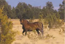  ?? Tom Stienstra / The Chronicle ?? A wild stallion stands his ground near Big Sage Reservoir, one of an estimated 4,000 wild horses on the Modoc Plateau.