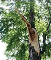  ?? (NDSU photo) ?? This green ash tree lost a major limb that was beginning to decay from the inside. Removing the tree was an easy decision, says Joe Zeleznik, NDSU Extension forester.