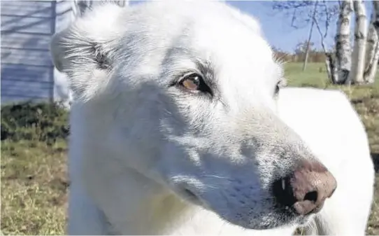  ?? CONTRIBUTE­D ?? Max, a white Shepherd mix, had extreme separation anxiety. He loved unconditio­nally and was an amazing fur friend to his family.