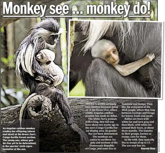  ??  ?? Rocco Parascando­la and Thomas Tracy An Angolan colobus monkey cradles her offspring (above and inset) at the Bronx Zoo’s Congo Gorilla Forest section. The young one, whose gender has yet to be determined, is the species’ sixth representa­tive at the...