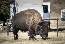  ?? ALLEN J. SCHABEN Los Angeles Times/TNS ?? A North American Bison roams the campground in Little Harbor, California, on Catalina Island. The bison were brought to the island in 1924 for a movie production.