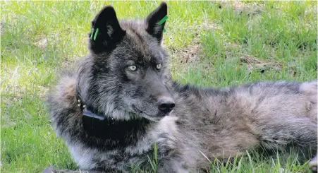  ??  ?? Imnaha wolf pack's alpha male, OR-4, is shown after being refitted with a GPS collar in Wallowa County, east of Joseph, Oregon.