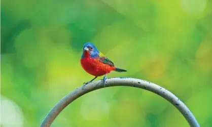  ?? Photograph: Education Images/Universal Images Group/Getty Images ?? A painted bunting in Florida. Painted buntings are about 5in in length, dine on seeds and insects and prefer to construct nests in dense foliage.