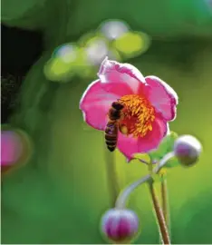  ??  ?? Mahlzeit! Diese Biene bedient sich am köstlichen Nektar einer Herbstanem­one und Wolfgang Römisch aus Mering (Kreis Aichach‰friedberg) hat es gesehen.